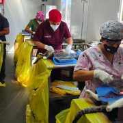 ¡No te lo pierdas! Avanzan las jornadas gratuitas de esterilización Canina y Felina para un futuro sin sobrepoblación