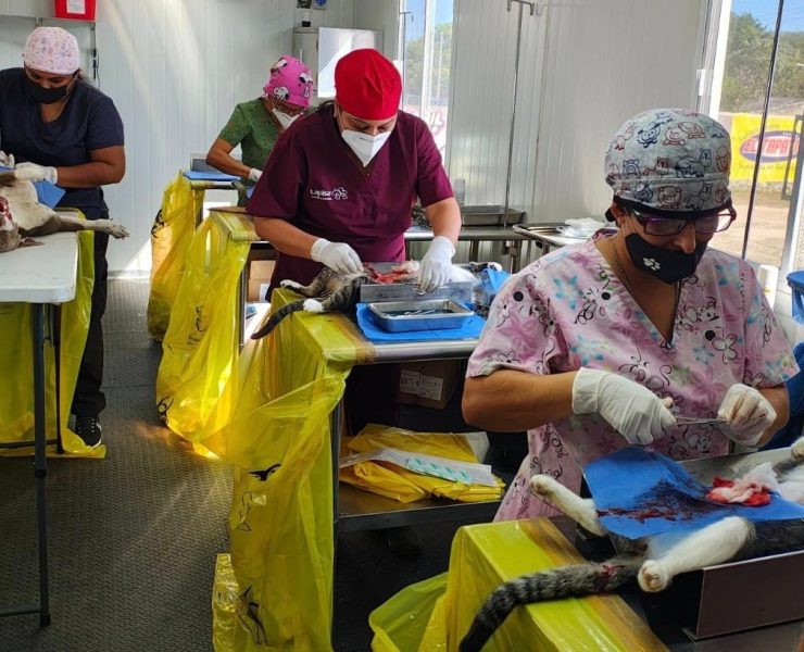 ¡No te lo pierdas! Avanzan las jornadas gratuitas de esterilización Canina y Felina para un futuro sin sobrepoblación