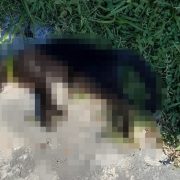 Envenenamiento de gatos en calles de Mérida: ¿quién está detrás?