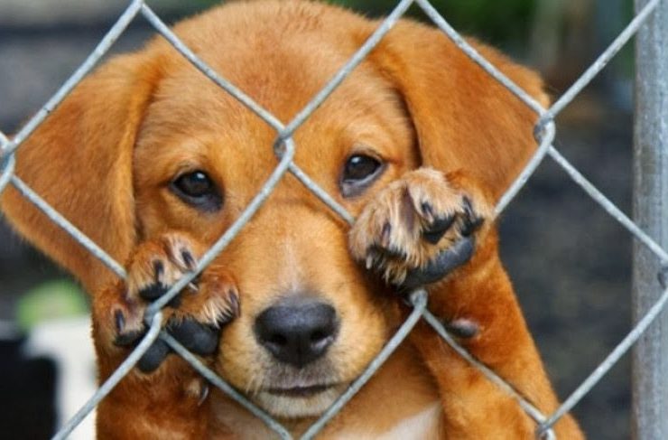 Maltrato animal en Yucatán: La alarmante realidad que no podemos ignorar