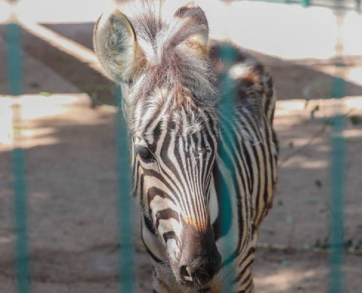 Nació una cebra en el Centenario y no creerás lo que harán