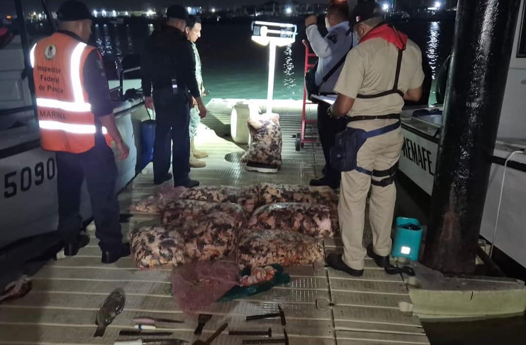 La Marina detiene en Progreso a pescadores con cargamento de caracol y mero en veda
