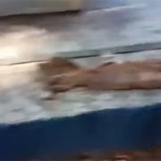 Pánico en la colonia Francisco I. Madero: Aparecen pieles de perro