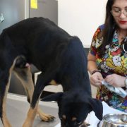 ¡Impactante! Perritos fueron rescatados en Mérida en condiciones críticas