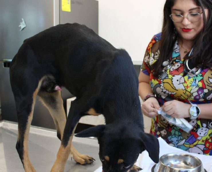 ¡Impactante! Perritos fueron rescatados en Mérida en condiciones críticas