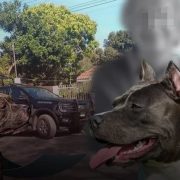 ¡Tragedia en San Ignacio! Abuelita muere tras ser atacada por perros Pitbull