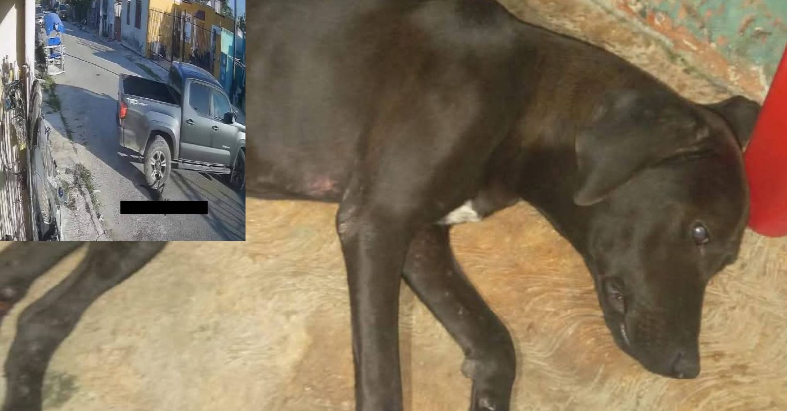 ¡Terrible! Crueldad animal en Yucatán conmociona a todos