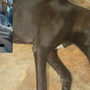 ¡Terrible! Crueldad animal en Yucatán conmociona a todos