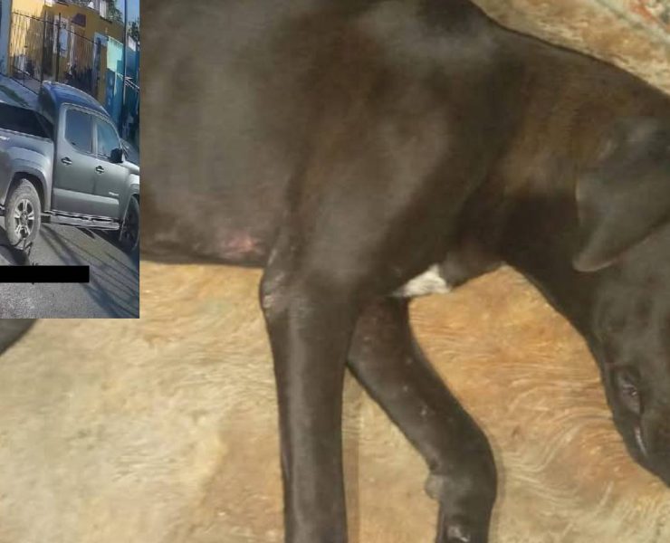 ¡Terrible! Crueldad animal en Yucatán conmociona a todos