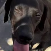 ¡Tragedia en Kanasín! Falleció perrita que fue atropellada