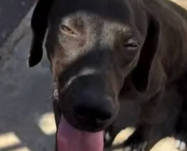 ¡Tragedia en Kanasín! Falleció perrita que fue atropellada