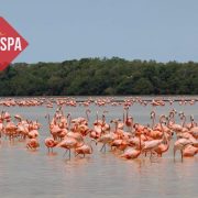 (Videos) Parador Turístico de Celestún listo para recibir a los turistas, aventura, naturaleza, y flamencos te esperan