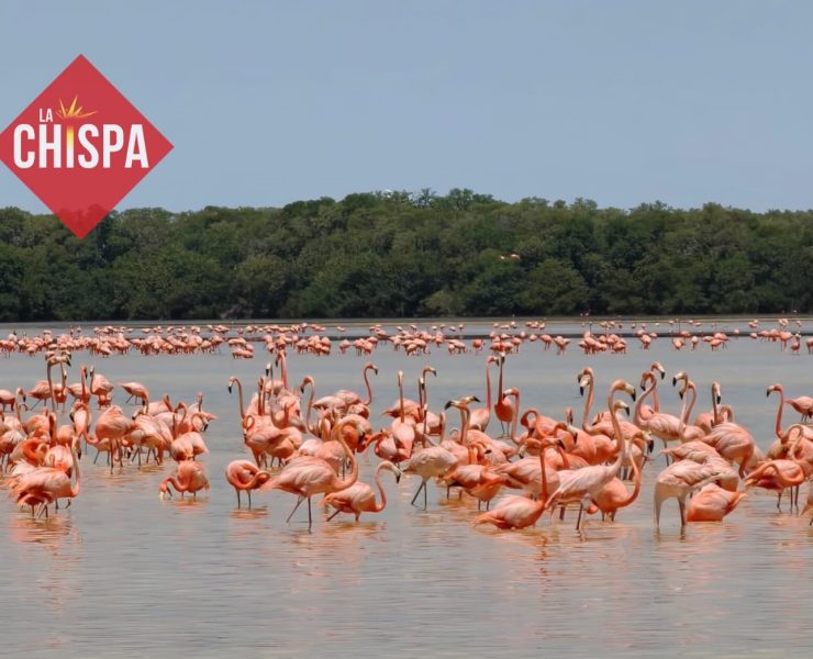 (Videos) Parador Turístico de Celestún listo para recibir a los turistas, aventura, naturaleza, y flamencos te esperan