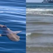 (Video) ¡Me está mordiendo! últimas palabras de un hombre al ser tacado por un tiburon