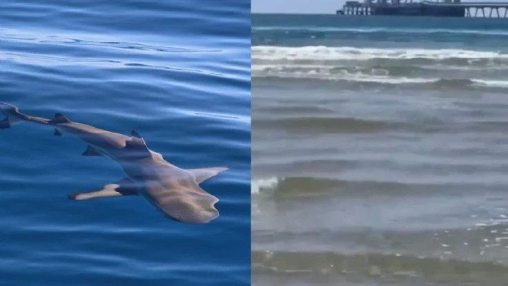 (Video) ¡Me está mordiendo! últimas palabras de un hombre al ser tacado por un tiburon