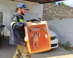 Durante la limpieza, se rescataron perritos y gatitos en situación de abandono, mostrando el compromiso del Ayuntamiento con el bienestar animal.