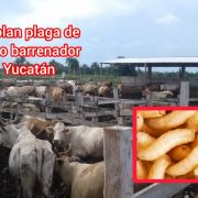 ¡Alerta superada! Controlan plaga del Gusano Barrenador en Yucatán