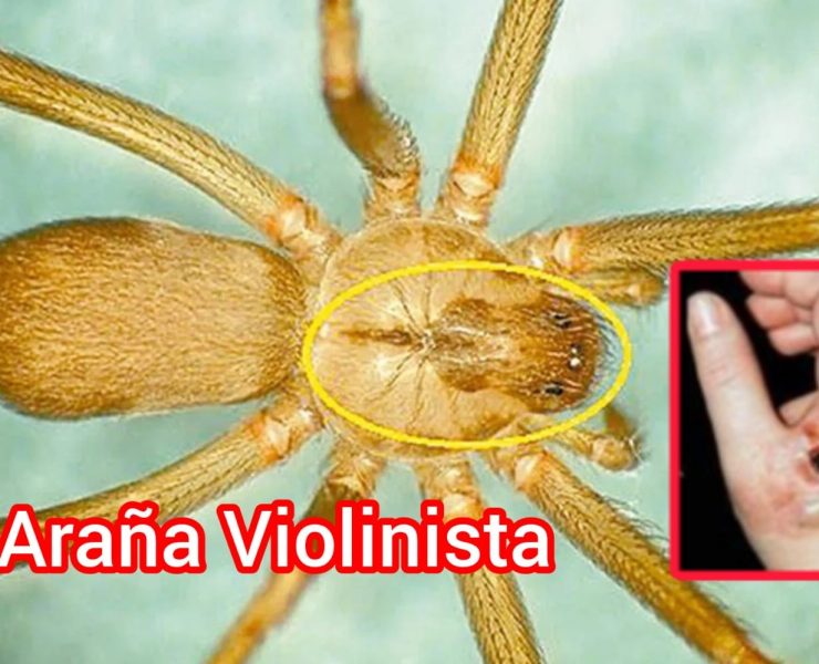 Peligrosa araña violinista: cómo identificarla, evitarla y qué hacer si te pica
