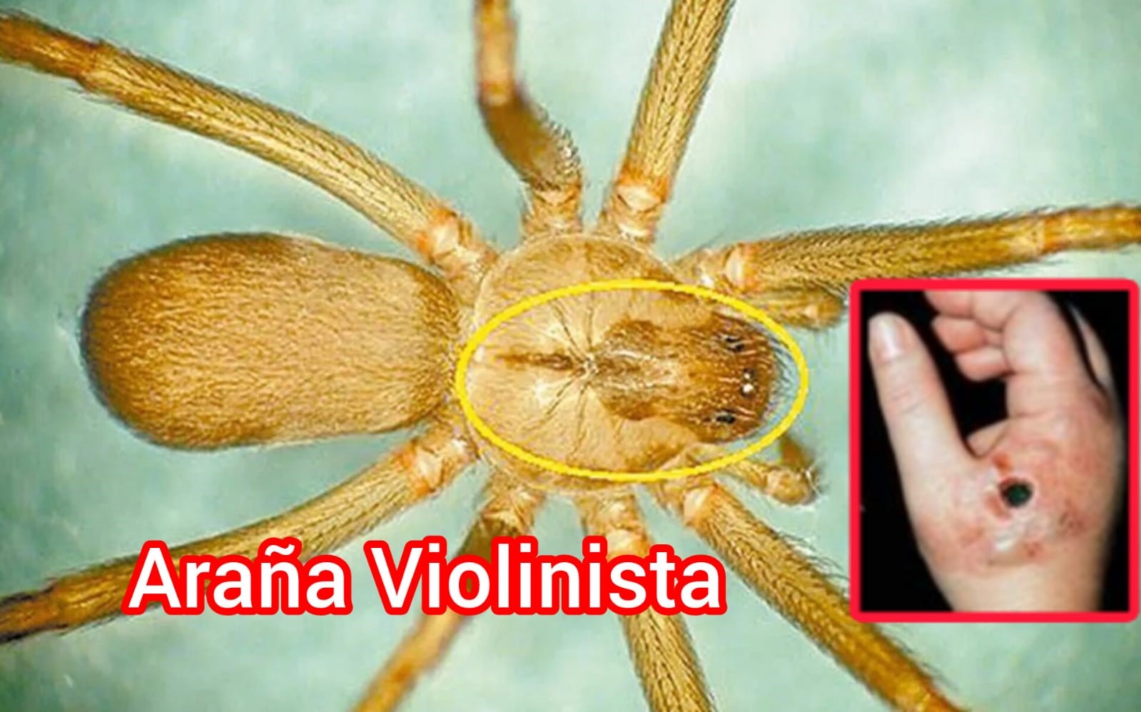 Peligrosa araña violinista: cómo identificarla, evitarla y qué hacer si te pica