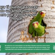 ¡Alerta Verde! Piden salvar árboles muertos en Mérida hogar vital para loros