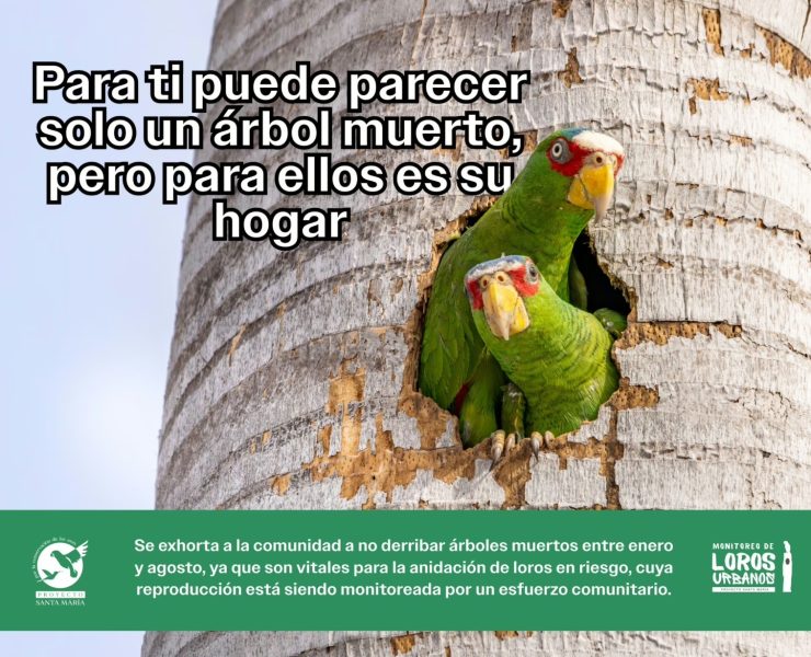 ¡Alerta Verde! Piden salvar árboles muertos en Mérida hogar vital para loros