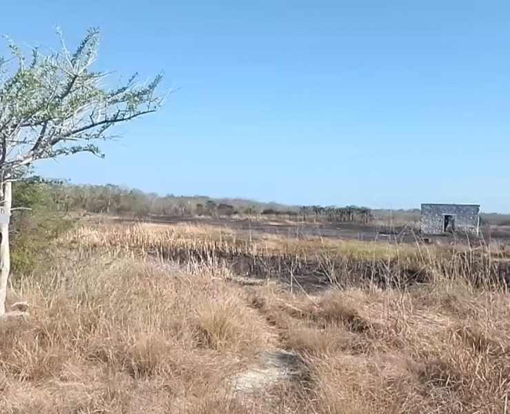¡Incendio en Celestún Bajo Control! Autoridades actúan con rapidez