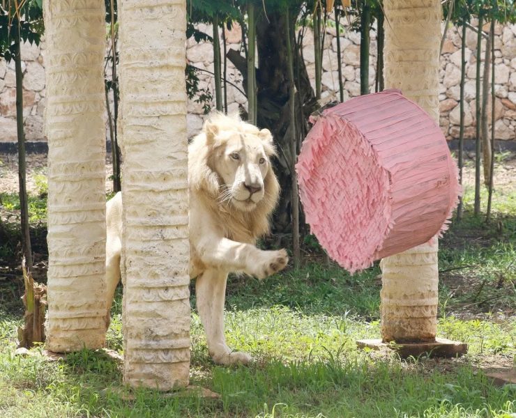 Ayuntamiento de Mérida brinda nuevo atractivo familiar imperdible