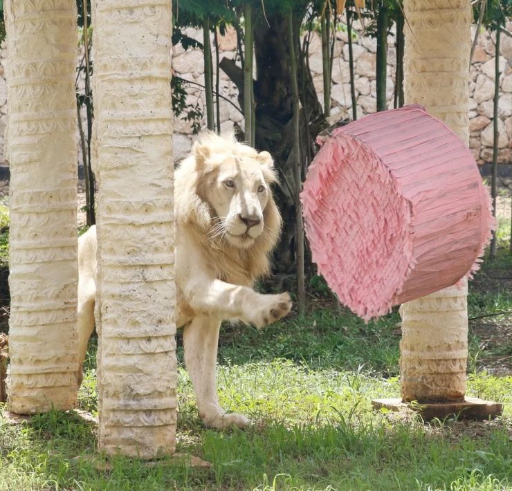 Ayuntamiento de Mérida brinda nuevo atractivo familiar imperdible