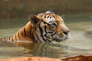 Richard, Tigre que habita en el Felinario ``Balam, Balam´´, disfrutando del agua. 