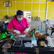 Esterilización gratuita de perros y gatos en Yucatán cambia miles de vidas