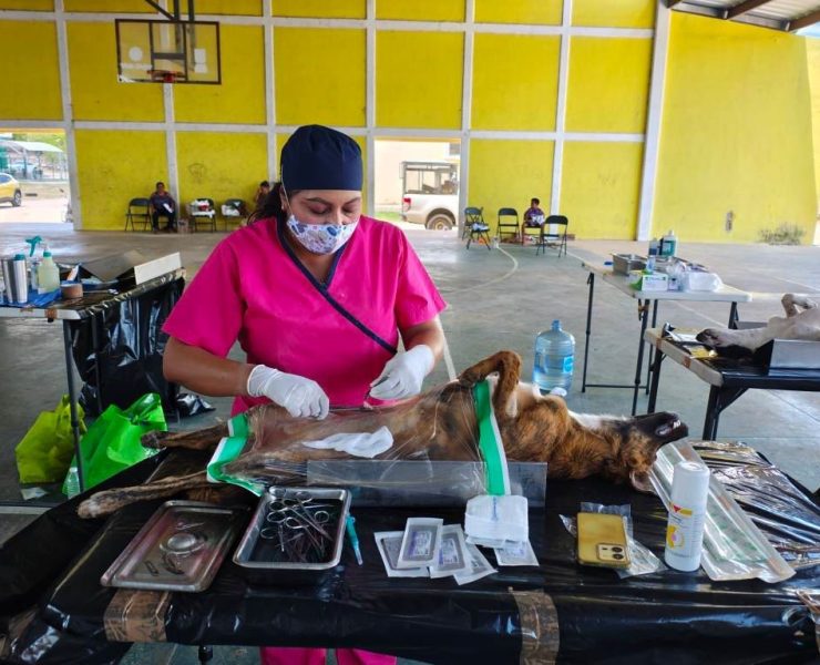 Esterilización gratuita de perros y gatos en Yucatán cambia miles de vidas