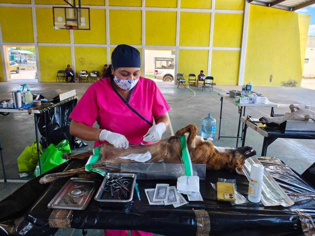 Esterilización gratuita de perros y gatos en Yucatán cambia miles de vidas