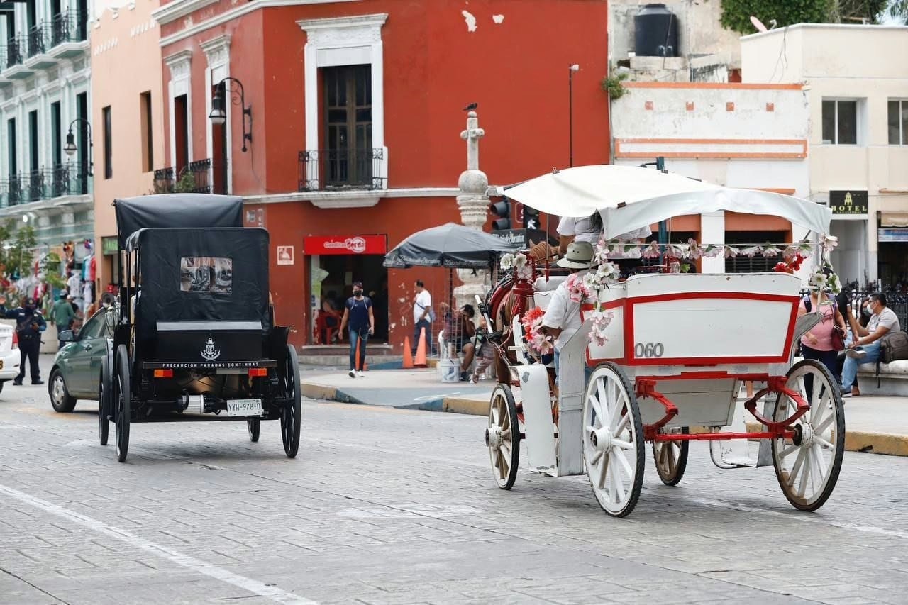 Mérida protege a sus caballos que tiran las calesa menos horas bajo el sol