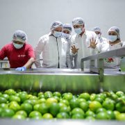 Producción de limón persa en Yucatán impulsa el renacer del campo