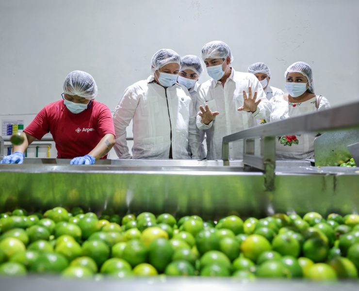 Producción de limón persa en Yucatán impulsa el renacer del campo