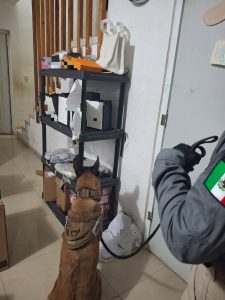 Binomio canino apoyando a las autoridades, en el cateo en predio de la Colonia García Ginerés, donde se decomiso marihuana y wax.