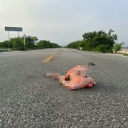 Crueldad o descuido: flamenco atropellado en carretera