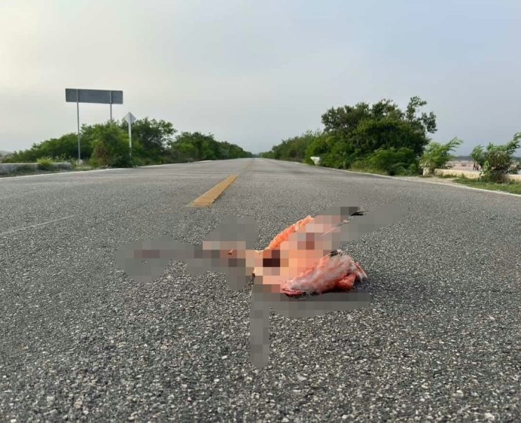 Crueldad o descuido: flamenco atropellado en carretera