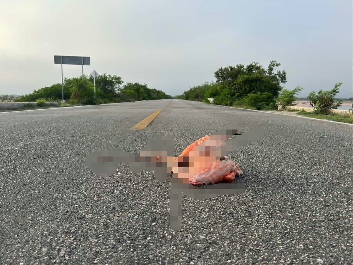Crueldad o descuido: flamenco atropellado en carretera