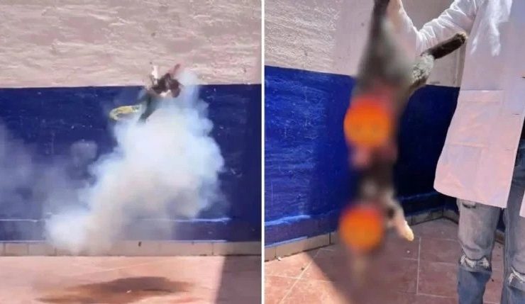 ¡Indignante! Estudiantes matan a gatito con pirotecnia y lo presumen | IMÁGENES FUERTES