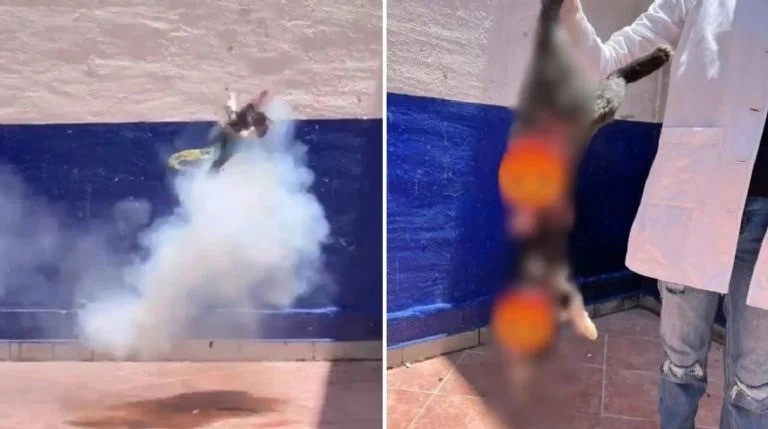 ¡Indignante! Estudiantes matan a gatito con pirotecnia y lo presumen | IMÁGENES FUERTES