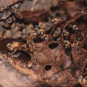 Compromiso Real: Gobierno del Estado reafirma compromiso con la apicultura yucateca