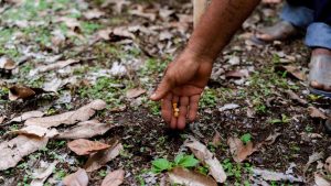 La tecnología al servicio de las comunidades indígenas: herramientas digitales para fortalecer el manejo de la milpa y preservar saberes ancestrales sin imponer modelos externos.