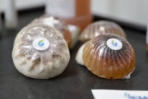 La nueva planta en Yucatán que trabaja con sargazo convierte esta alga en fertilizantes y alimentos para animales, marcando un hito en innovación ambiental.