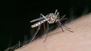 Mosquito transmisor de enfermedades, protagonista del Día Mundial del mosquito.
