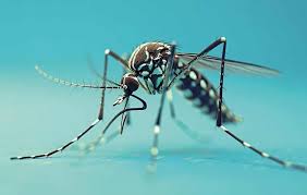 Educación y prevención son clave para reducir el impacto de los mosquitos en la salud pública.