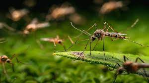 Eliminando agua estancada y criaderos, contribuimos a la lucha del Día Mundial del mosquito.