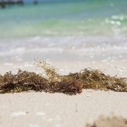 Yucatán será sede del Foro de Innovación Tecnológica Aplicada al Sargazo