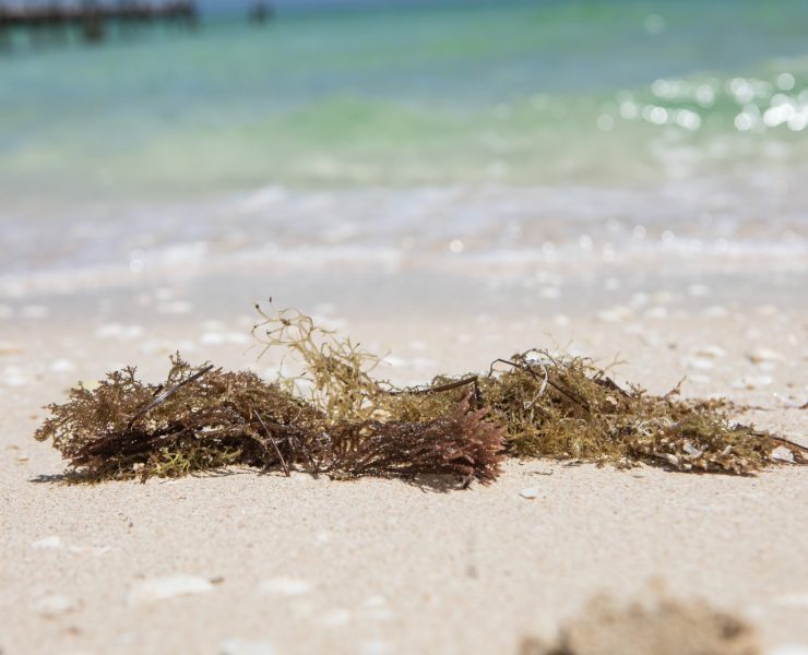 Yucatán será sede del Foro de Innovación Tecnológica Aplicada al Sargazo