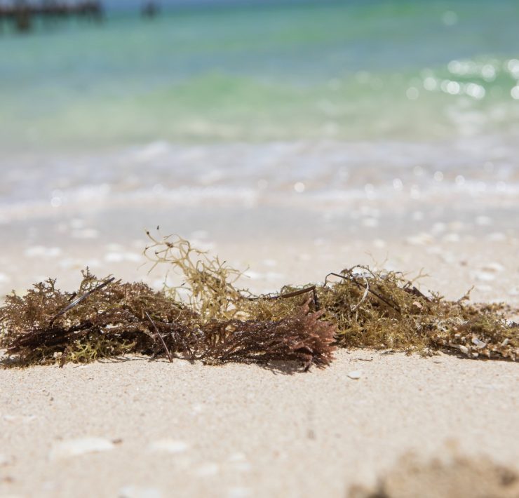 Yucatán será sede del Foro de Innovación Tecnológica Aplicada al Sargazo